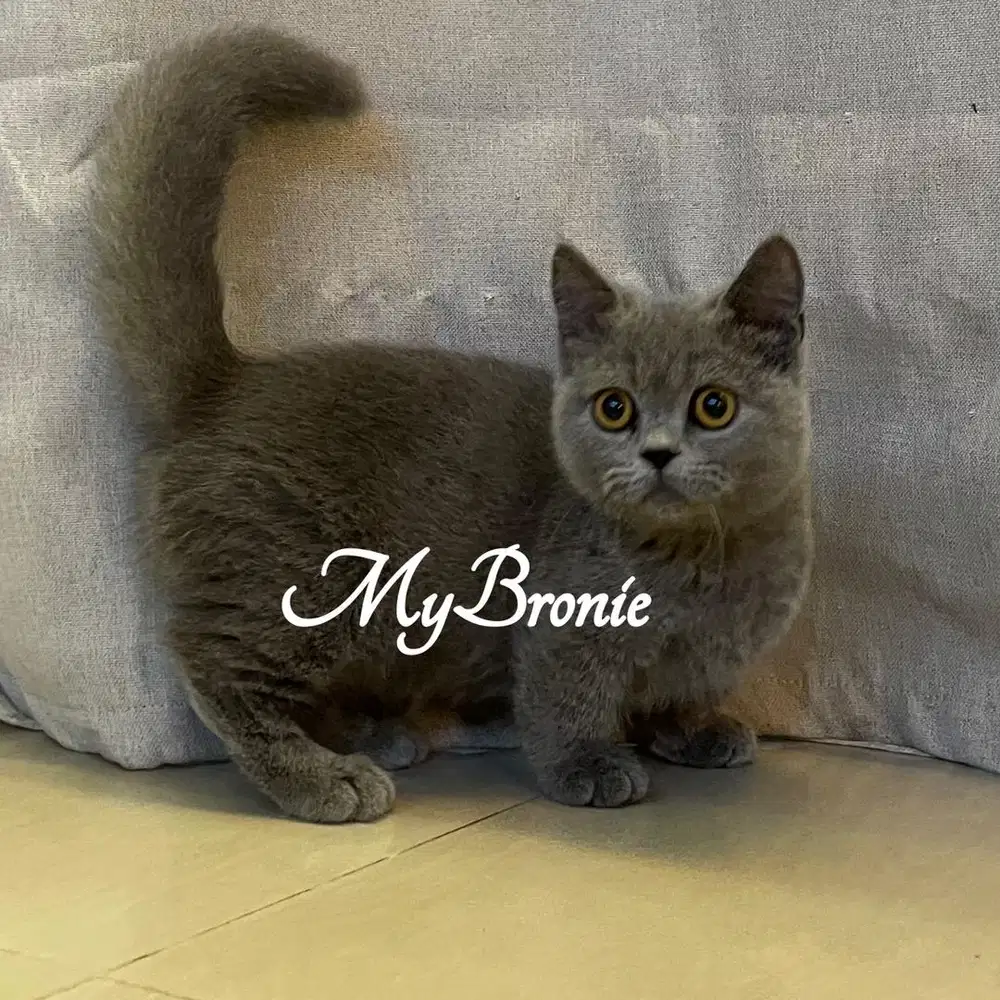 Kucing munchkin British 4 bulan