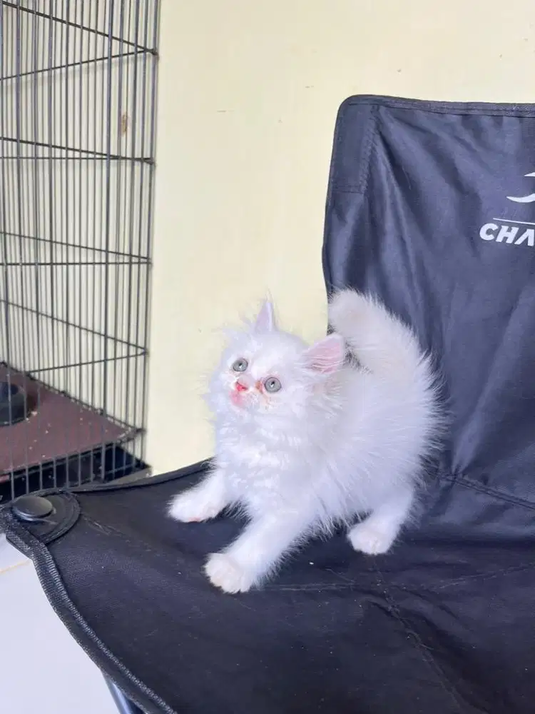 Persia super longhair