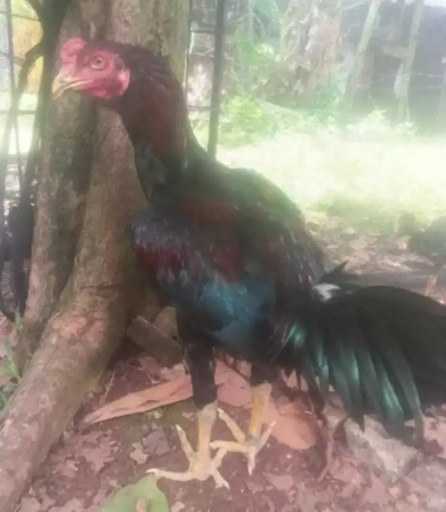 Bangkok Mangon bahan bongsor