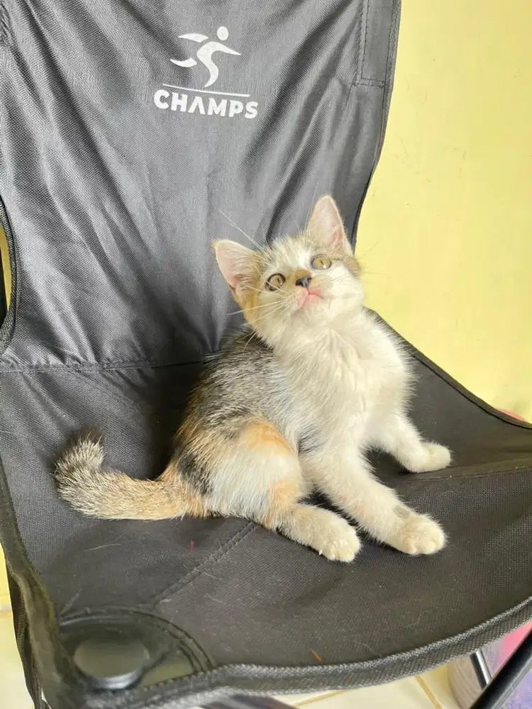 Persia shorthair medium