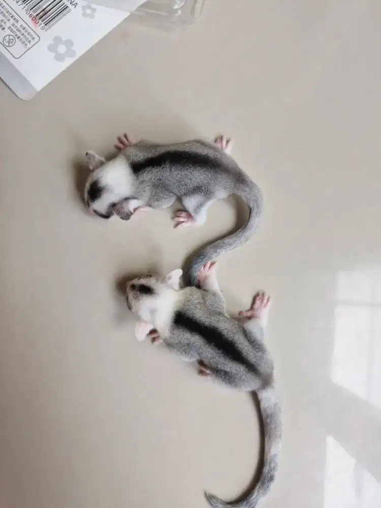 Baby Moza Sugar Glider