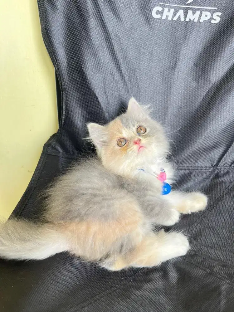 Persia flatnose super gembul warna simteris langka