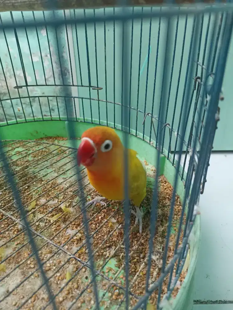 Burung lovebird