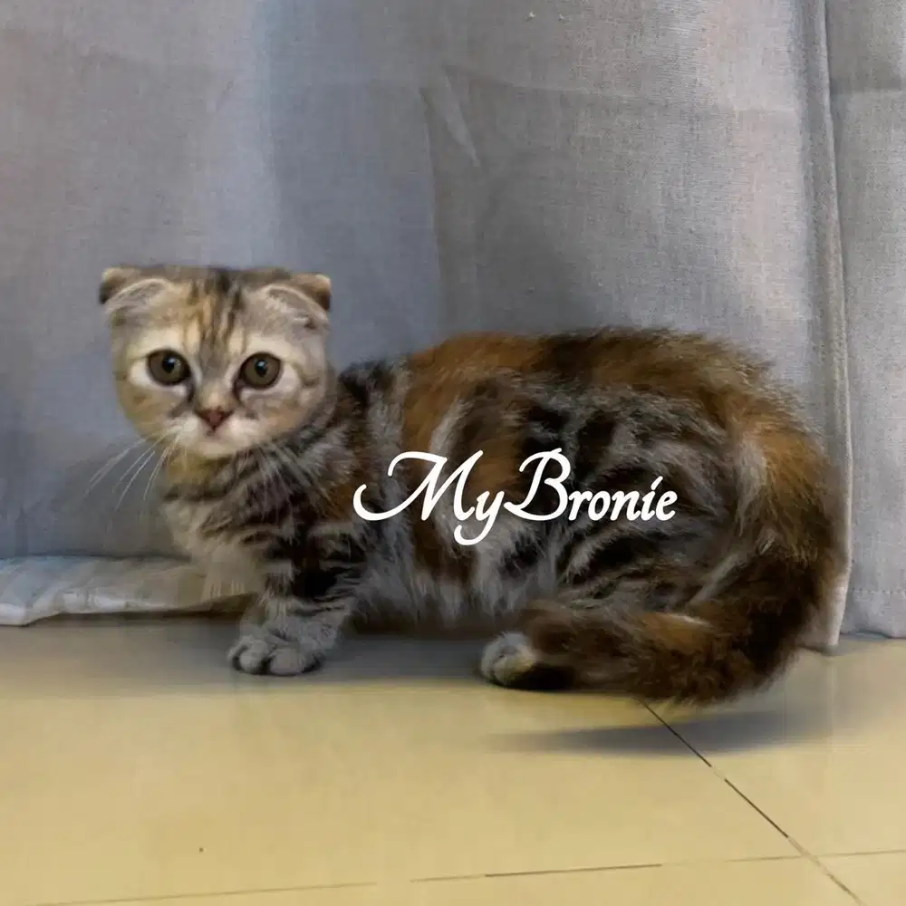 Kucing munchkin gaelic fold betina