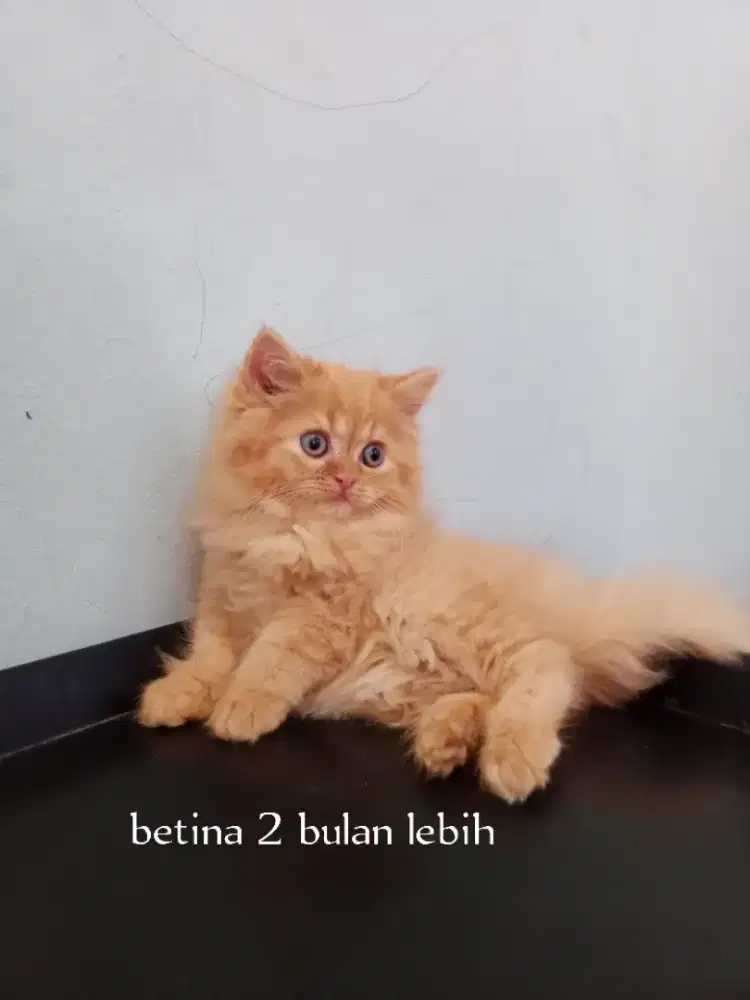 Kucing Persia flatnose