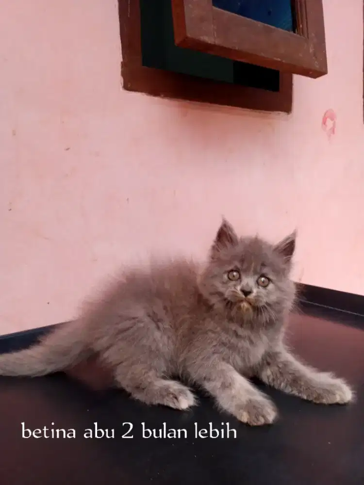 Kucing munchkin non standar