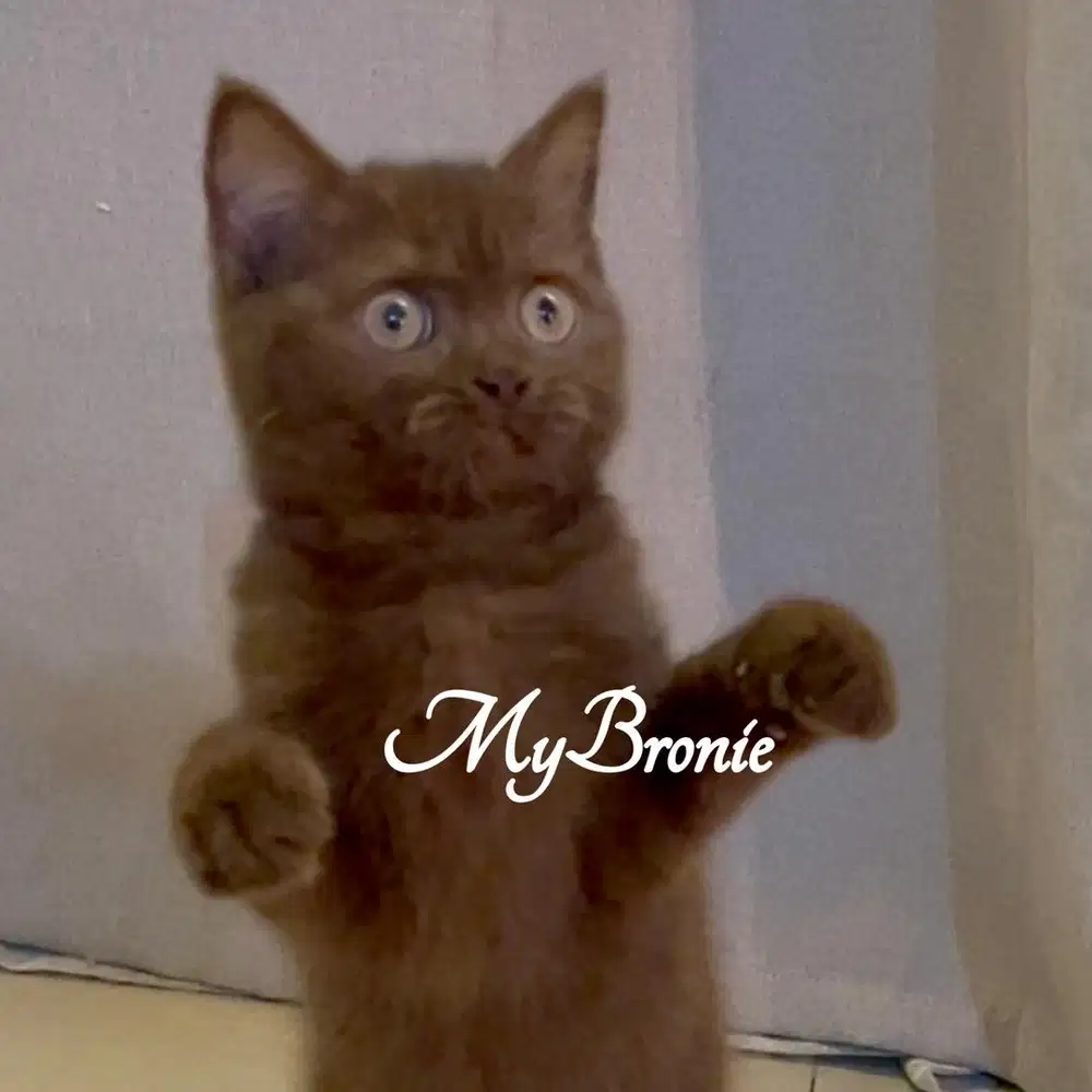 Kucing british shorthair choco betina