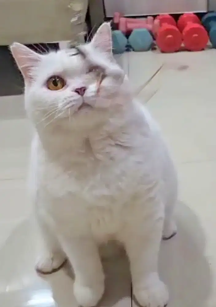 British shorthair betina putih