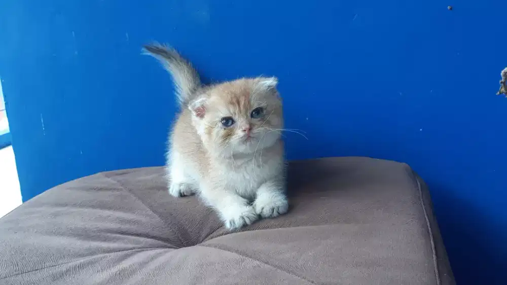 BSH Golden double fold NY11 Betina