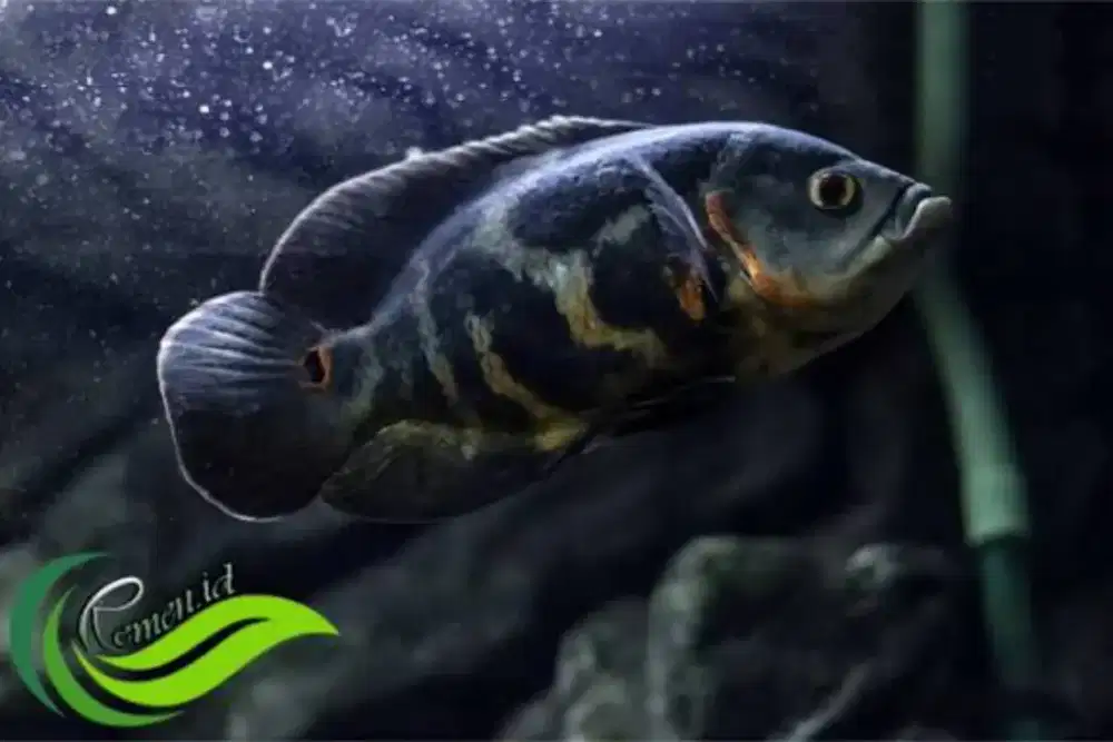 Oscar Tiger Batik 3-4CM