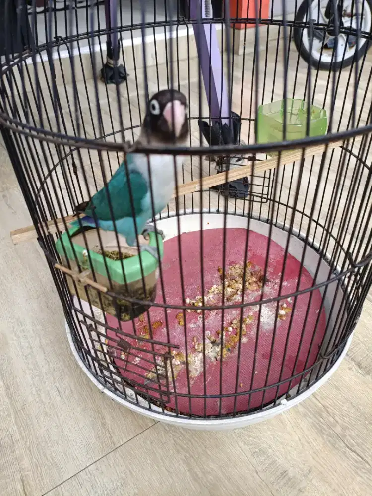 Dijual burung Lovebird pastel full set