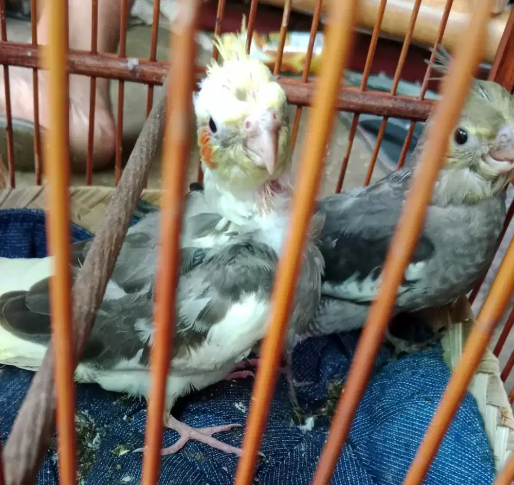 Burung falk lolohan respond sped