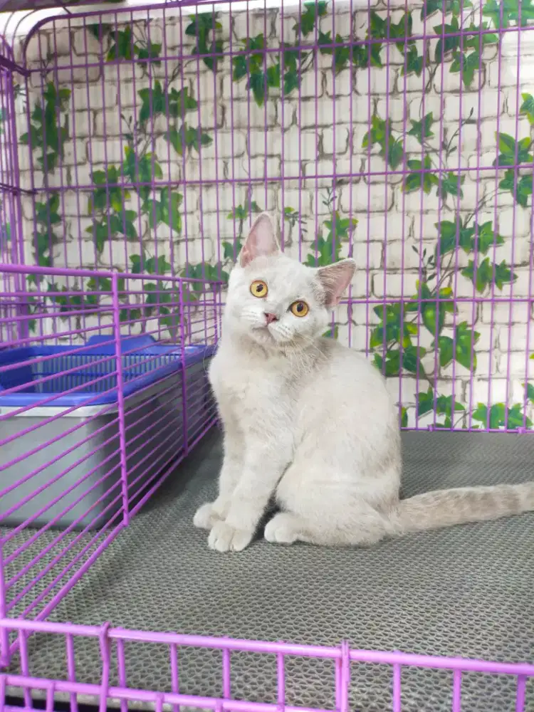 Kucing bsh British shorthair betina lilac