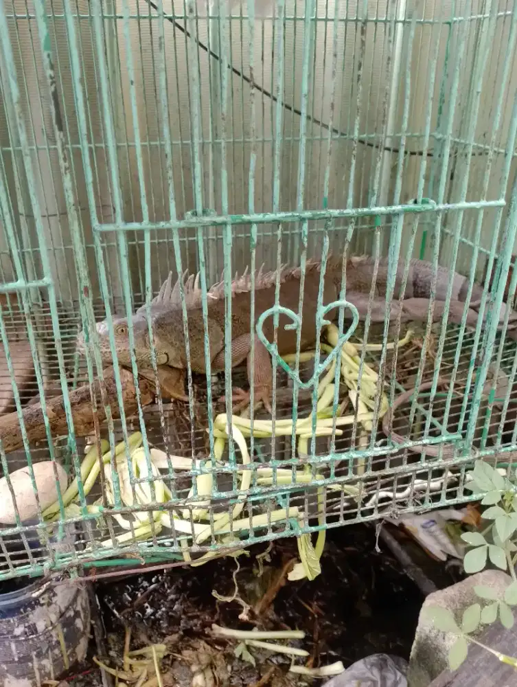 Iguana gede lumayan untuk kamu yang ingin pelihara iguna