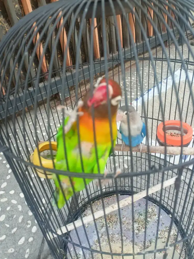 Love bird 2 ekor