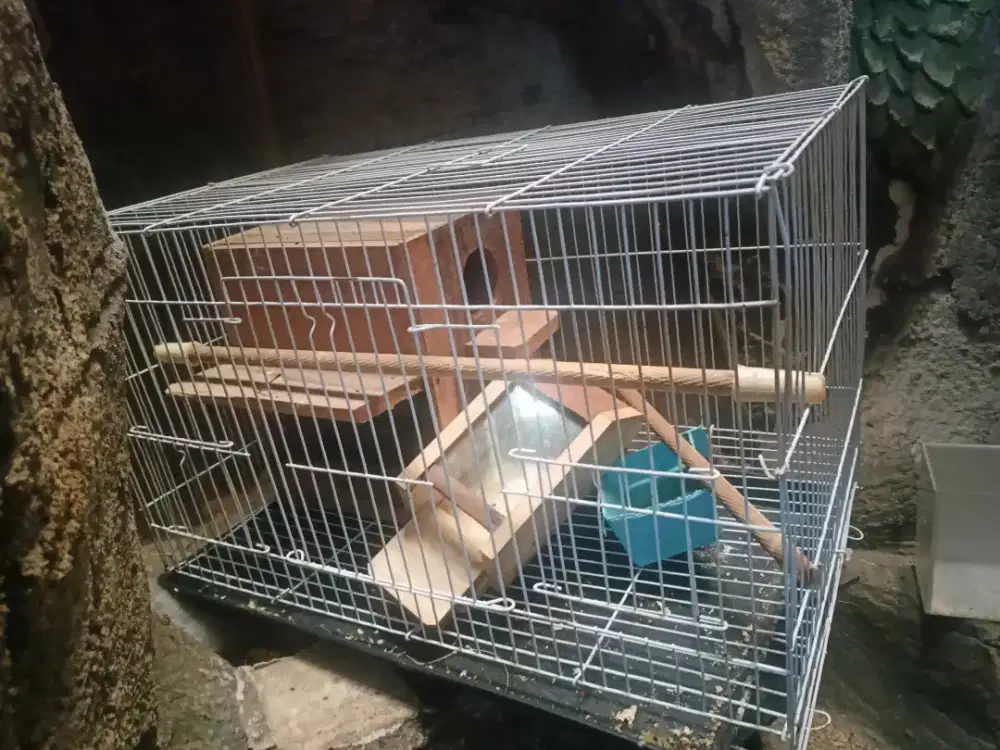 Kandang kotak uk50*30