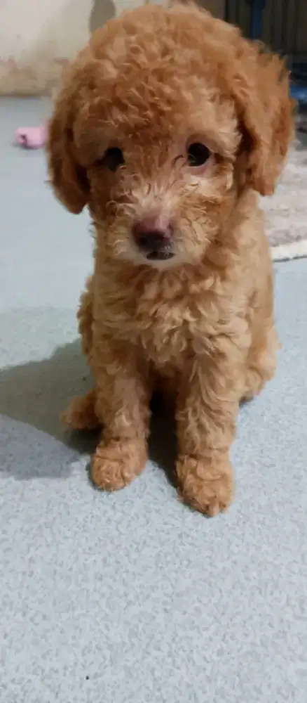 DOGGY TOY PUDDLE WARNA COKLAT ANAKAN