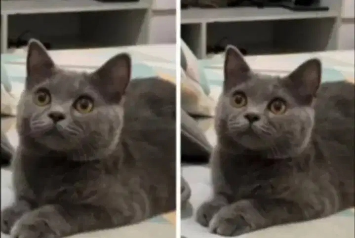 Kucing kitten British shorthairr super gembul