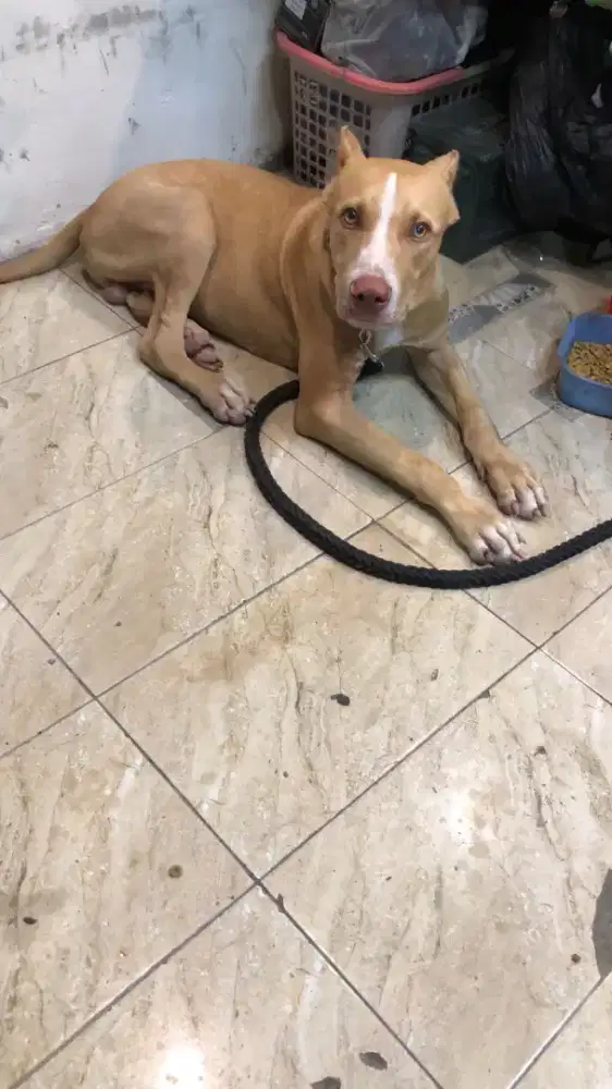 American Pit Bull Terrier