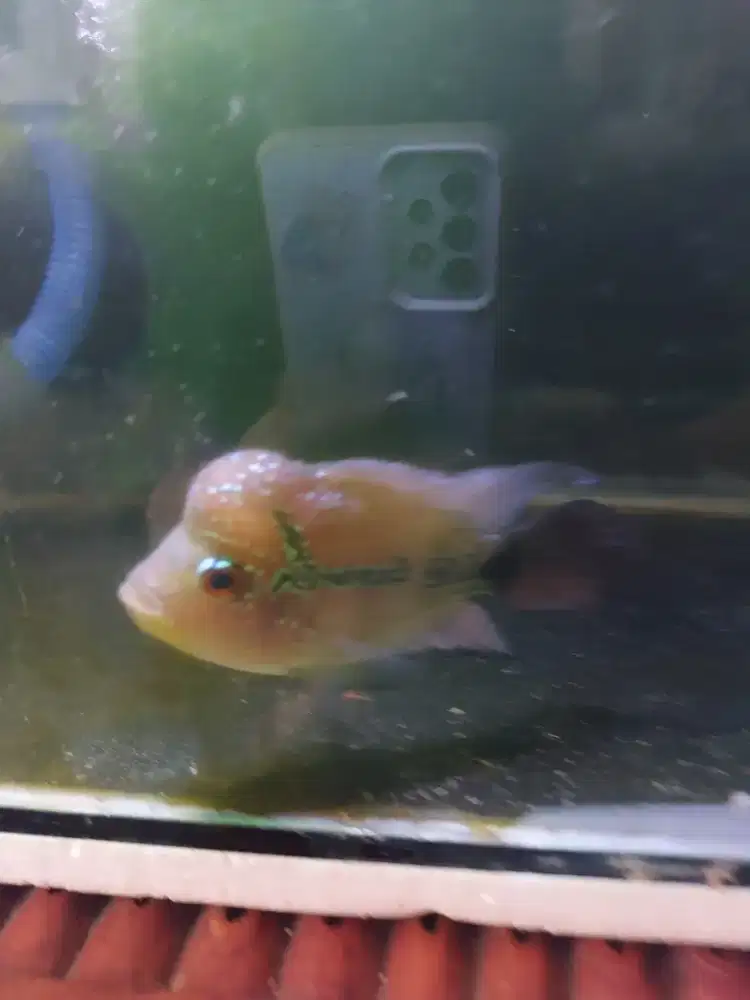 Ikan louhan short body uk 3 jari