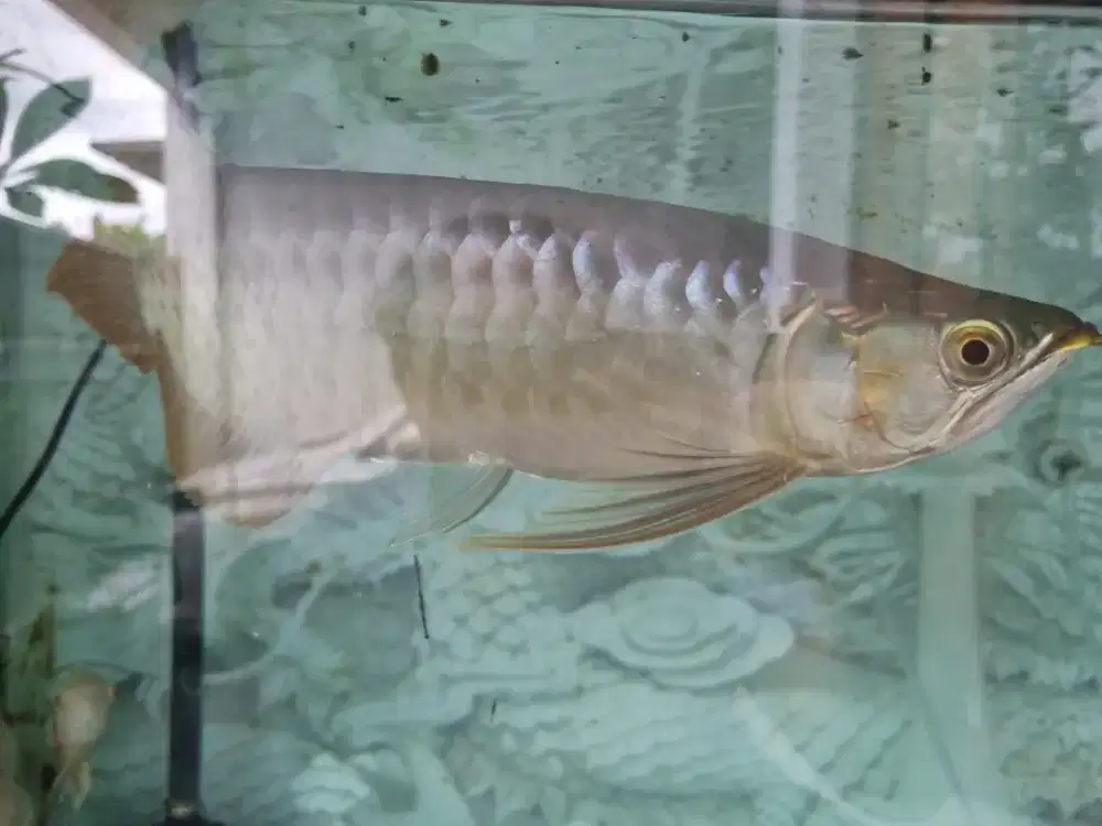 Arwana Super Red 30cm