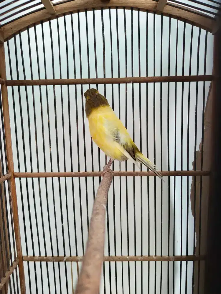 Kenari paud af jantan