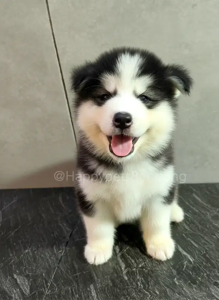 Puppy Siberian Husky Longhair