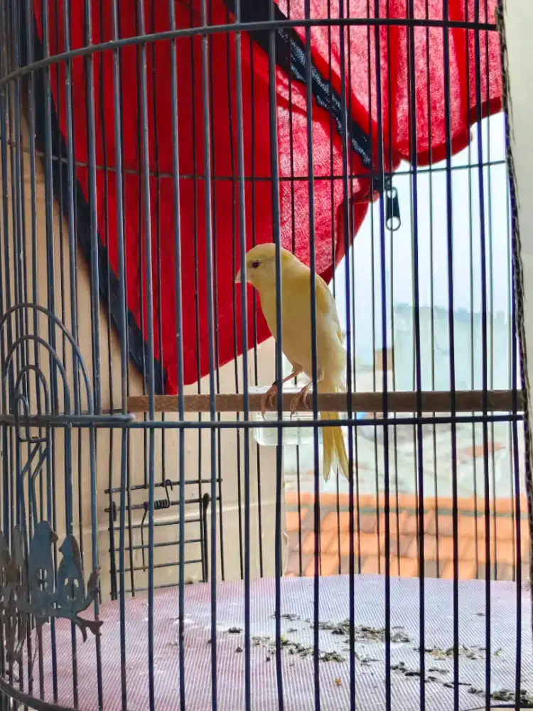 Kenari paud afsf jantan