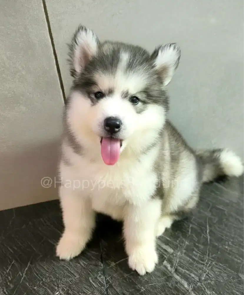 Puppy Siberian Husky Longhair
