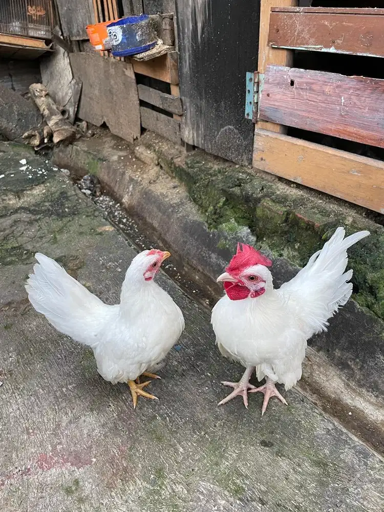 Ayam Kate Biang & Anakan