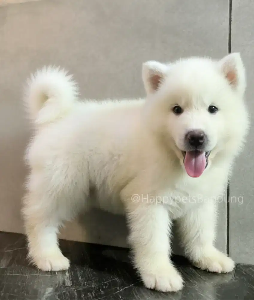 Puppy Siberian Husky All White