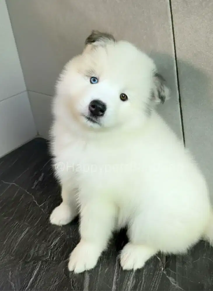 Puppy Siberian Husky Betina Rare Colours