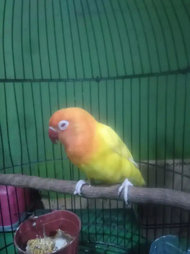 Lovebird Lotino mata merah rasa biola lotino mm