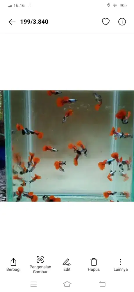 ikan guppy PRTDE + ganggang tupay