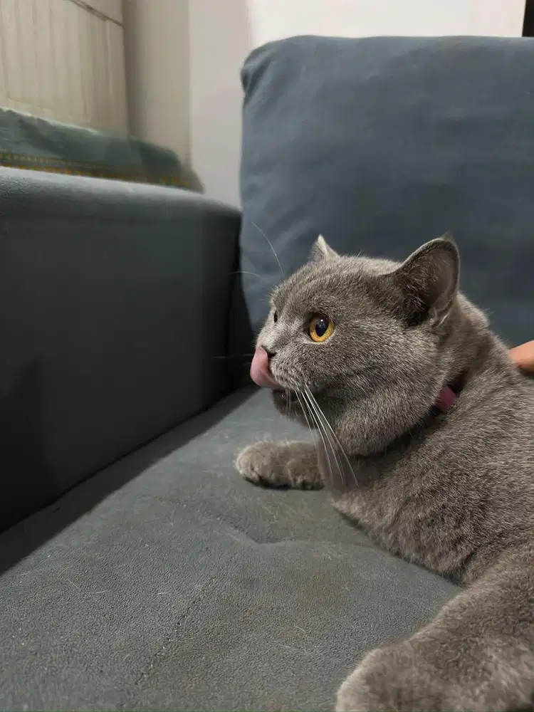 BSH Jantan Blue Solid - cocok calon indukan