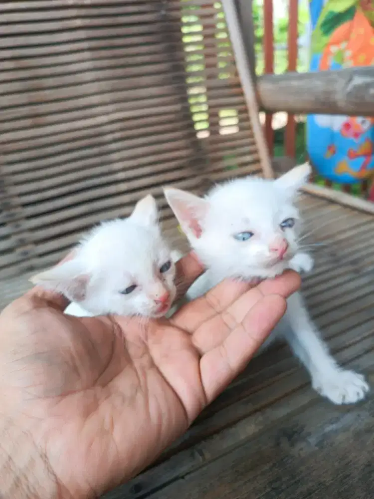 Adopsi kucing mix jantan dan betina sepasang