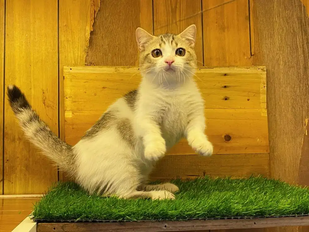 Kucing kitten munchkin bsh jantan
