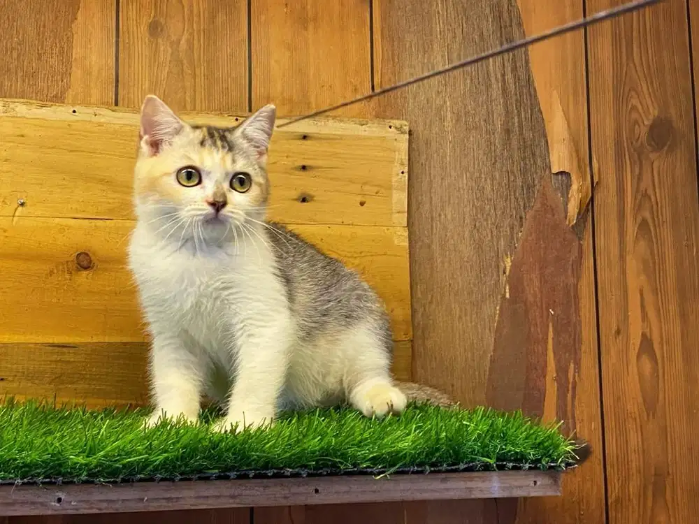 Kucing kitten munchkin non standart (tidak cebol)