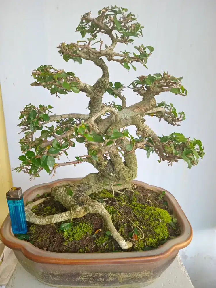 Jual bonsai serut, asem, beringin, dll
