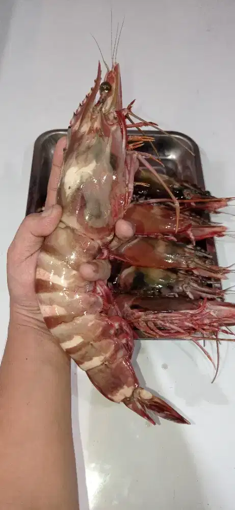 DIBUTUHKAN KOKI SEAFOOD (PRIA) YANG SUDAH BERPENGALAMAN