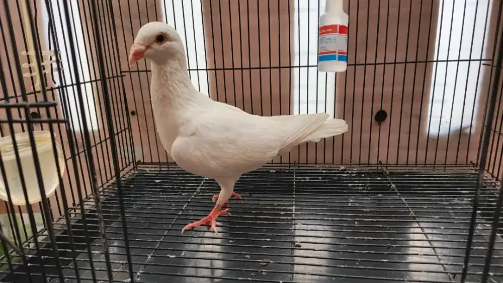 Merpati Pos / Merpati Putih