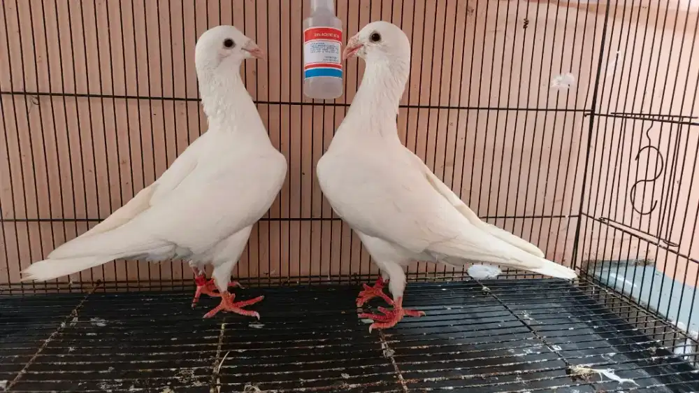 Merpati Pos / merpati putih sepasang