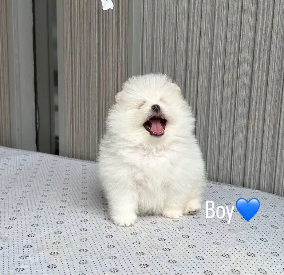 Anjing Pomranian gembul lucu