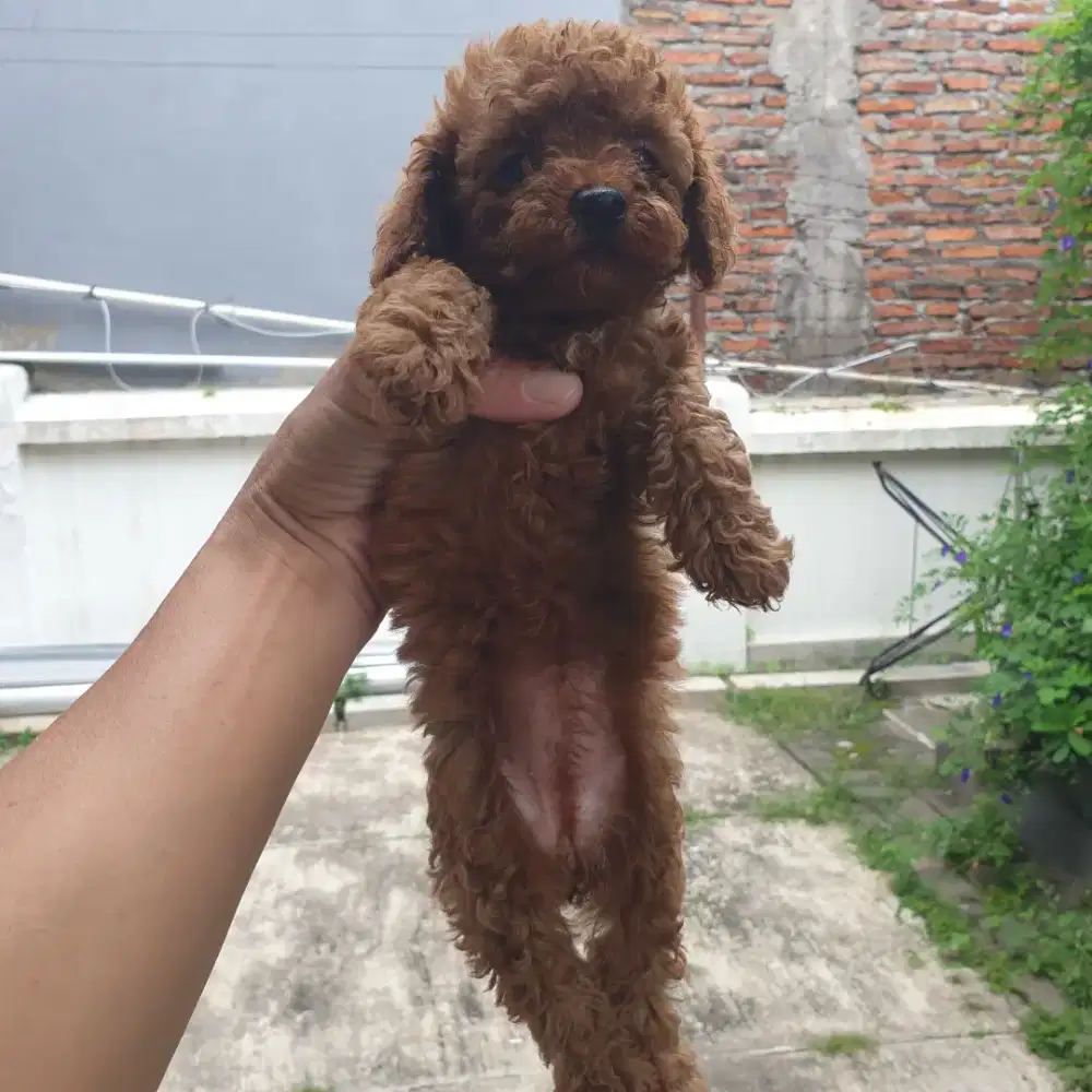 Poodle red toy 2bulan betina