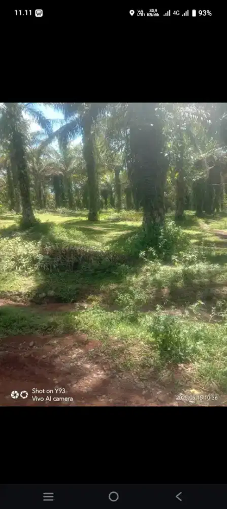 Kebun sawit/ tanah kamplingan