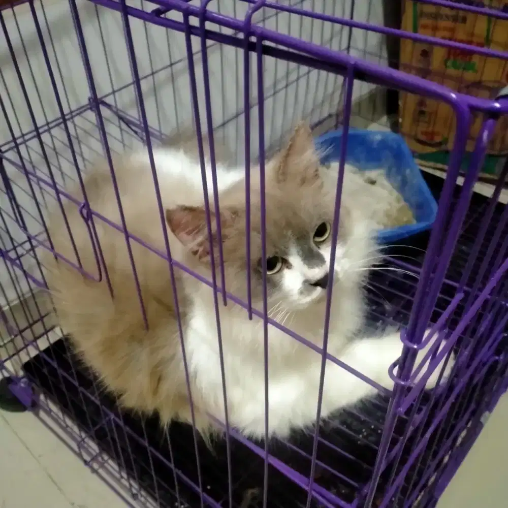 Kucing Persia Betina Lucu Penurut