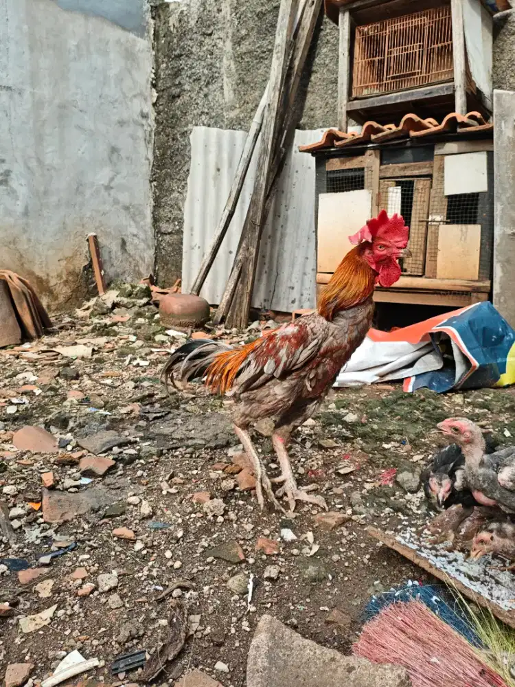 DIJUAL CEPAT AYAM JAGO