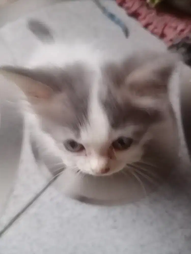 Anakan persia medium