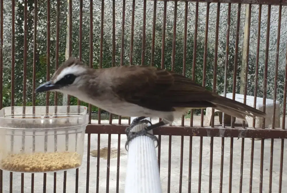 Trucukan kebo volume tembus