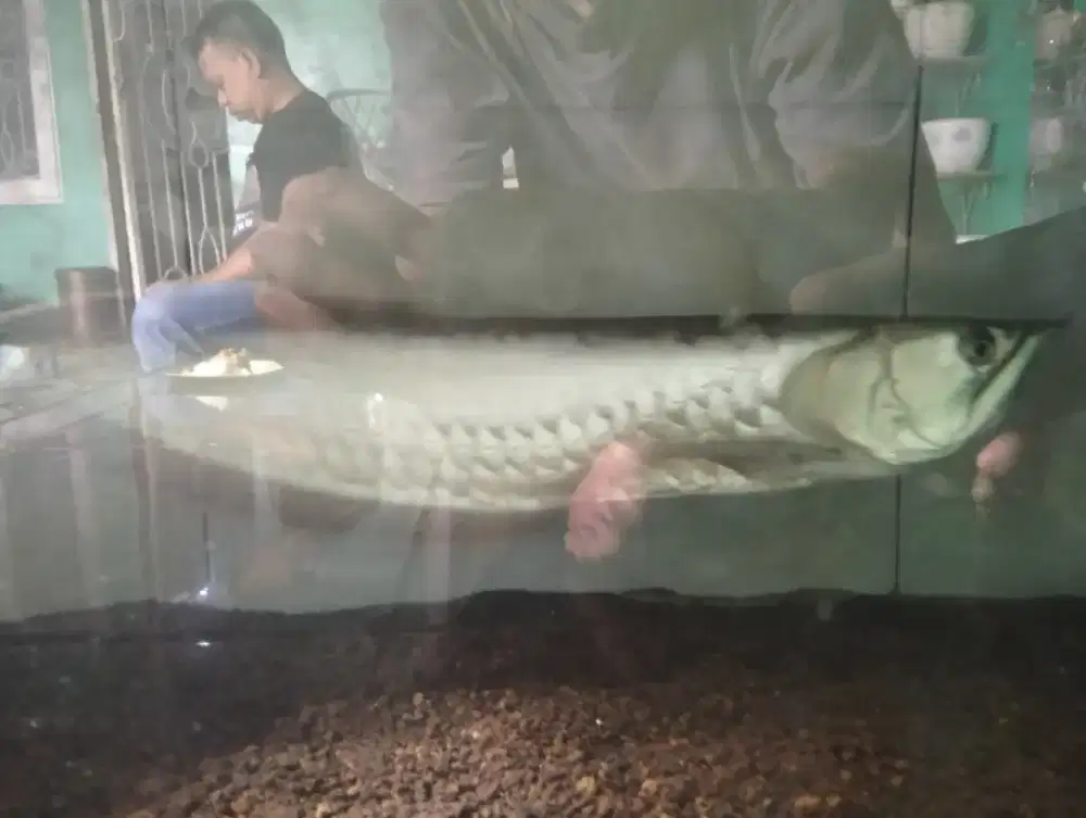 Ikan Arwana silver